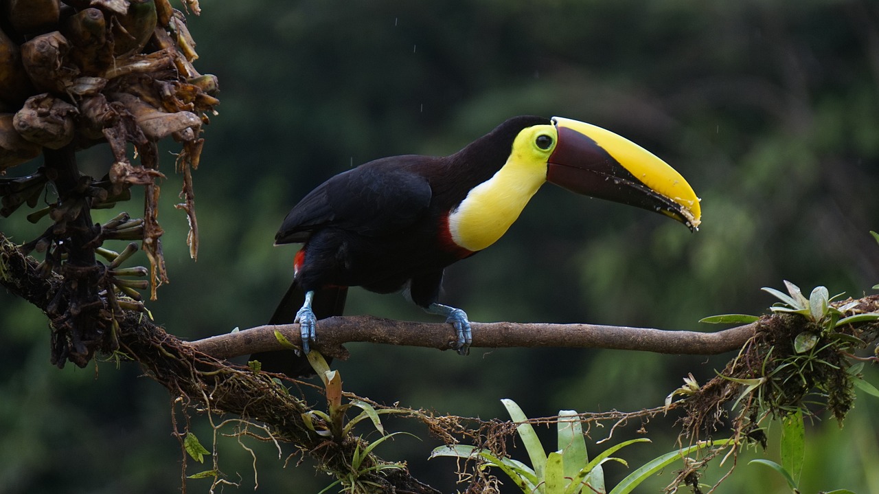 ¿Dónde Puedo Observar Aves Exóticas En Costa Rica?