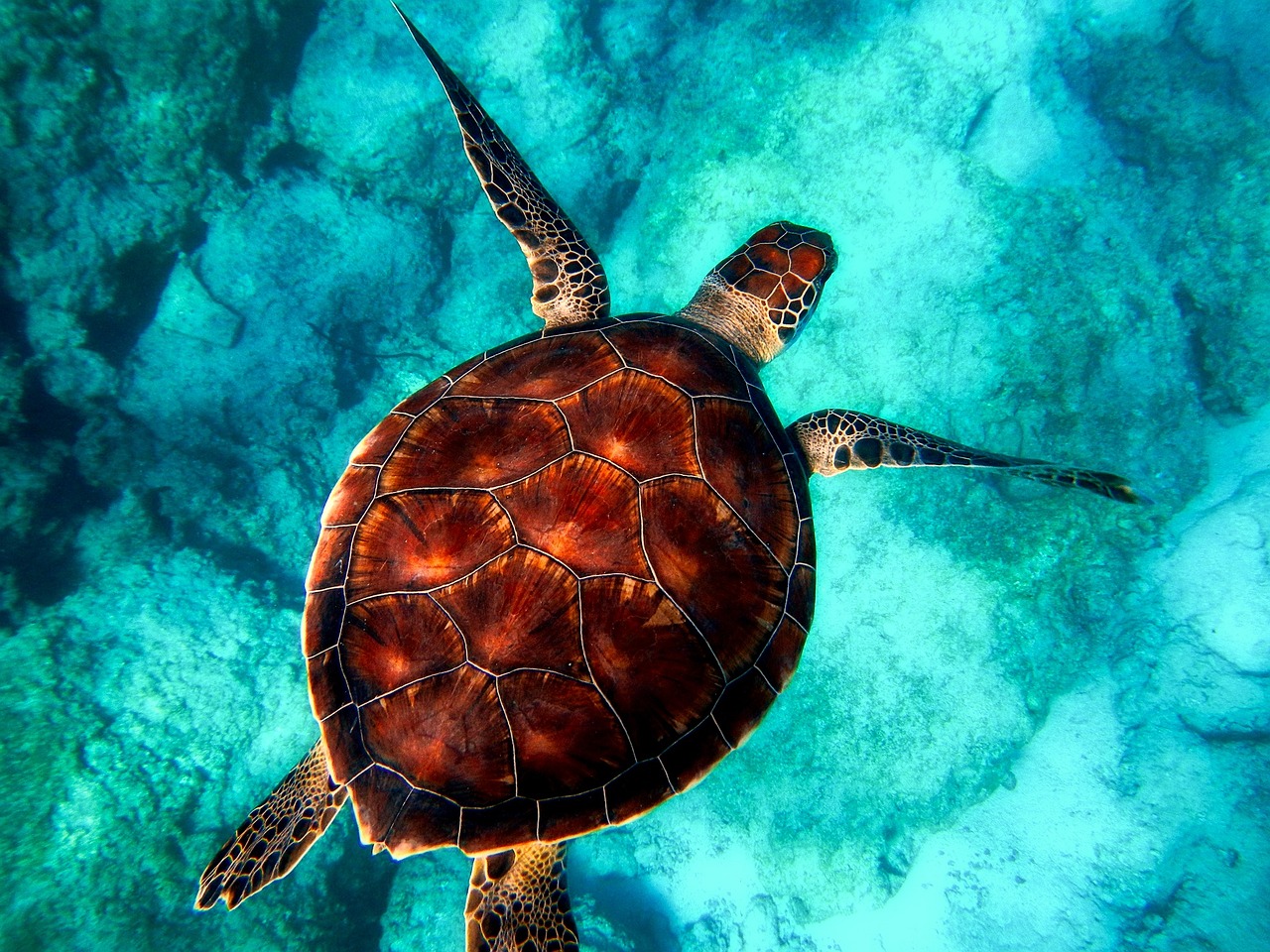 ¿Dónde Puedo Ver Tortugas Marinas En Costa Rica?