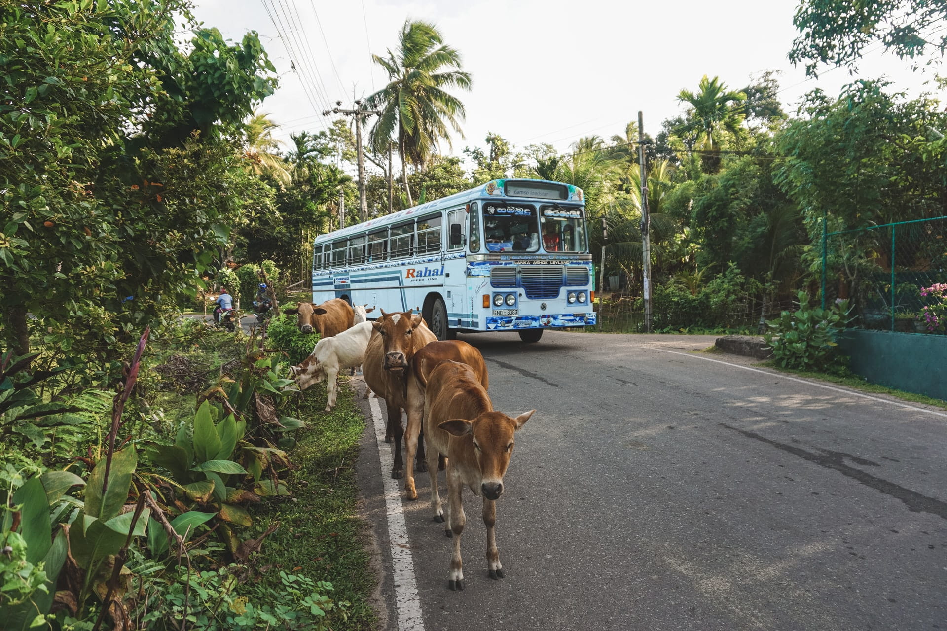 opciones de transporte publico en costa rica