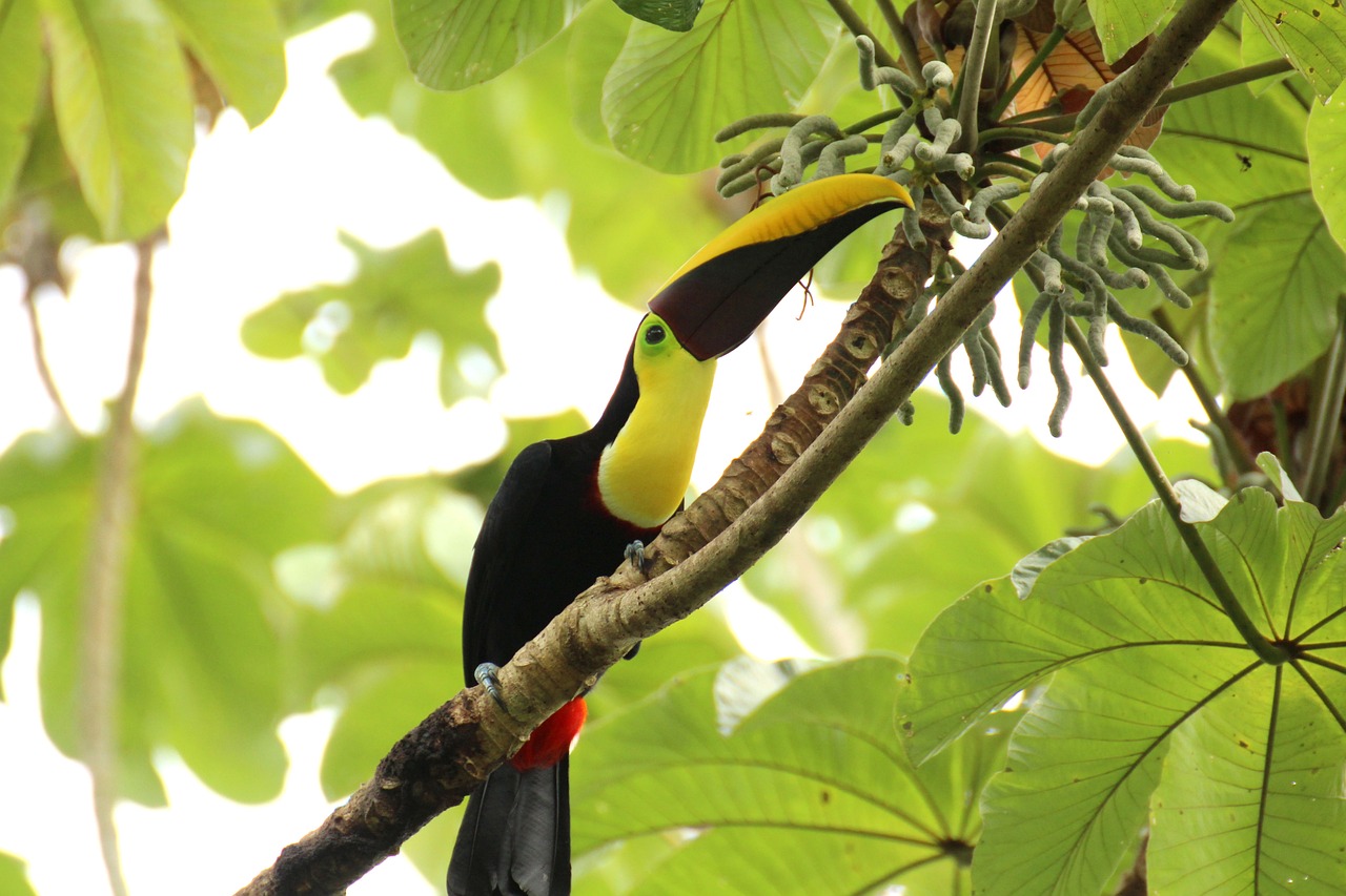 Aves de Costa Rica