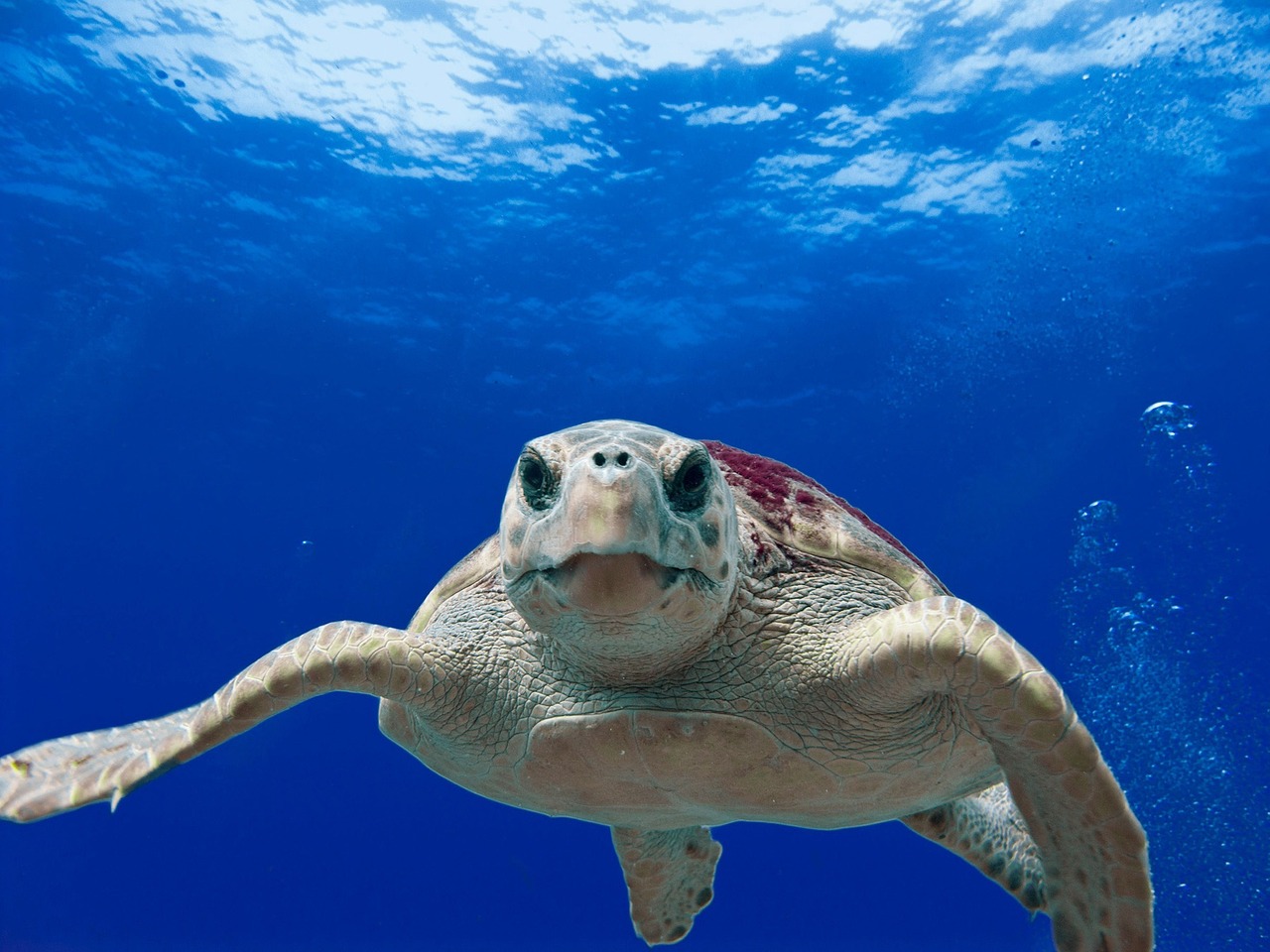 Descubre la Biodiversidad Marina en Manuel Antonio