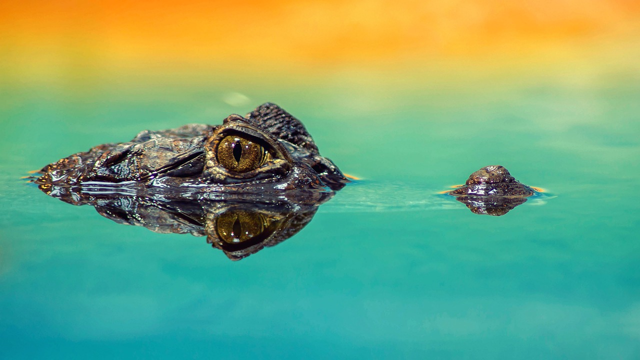 Cocodrilos y Caimanes de Costa Rica