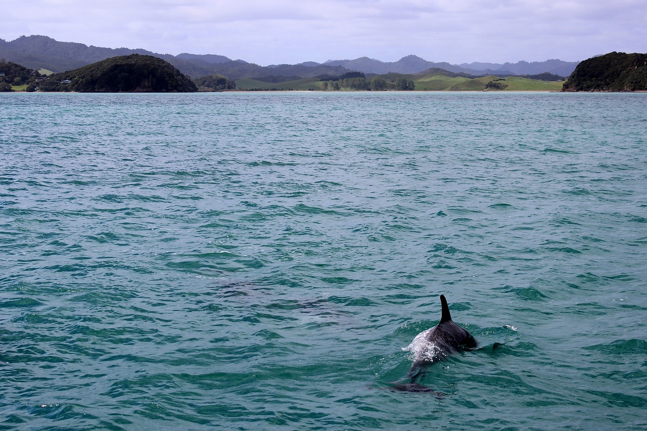 Delfínes y Ballenas de Costa Rica