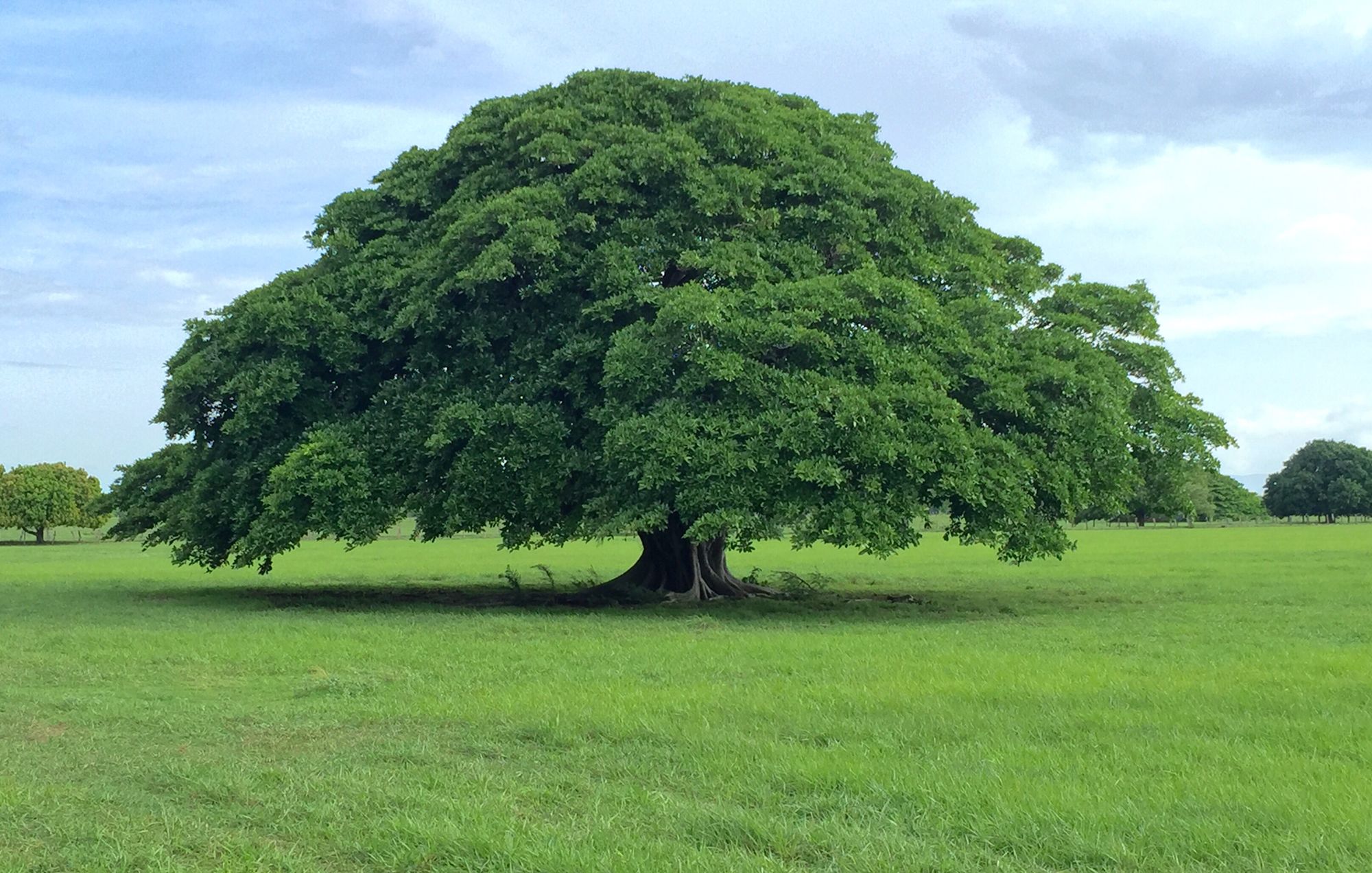 guanacaste arbol nacional de costa rica