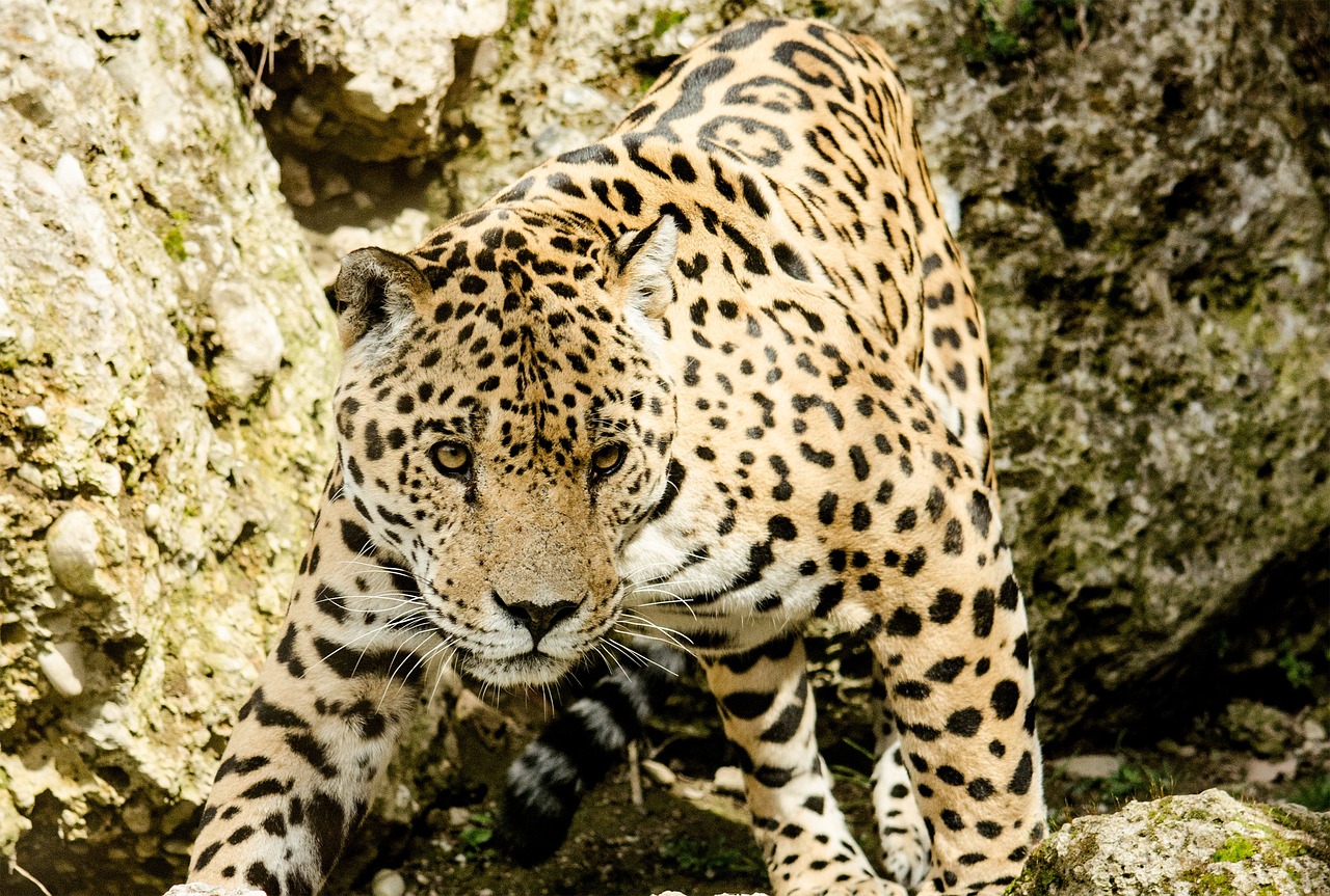 jaguar en costa rica