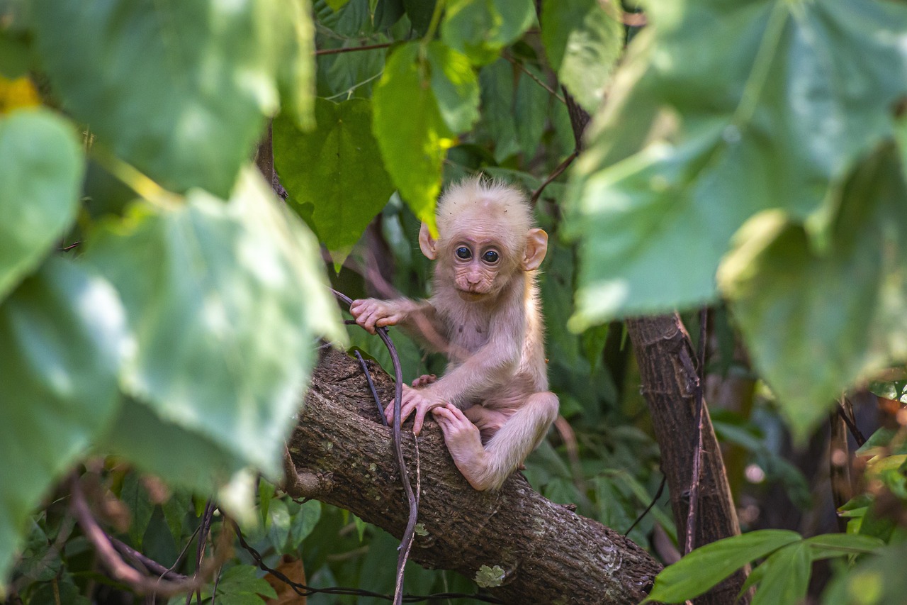 monos de costa rica