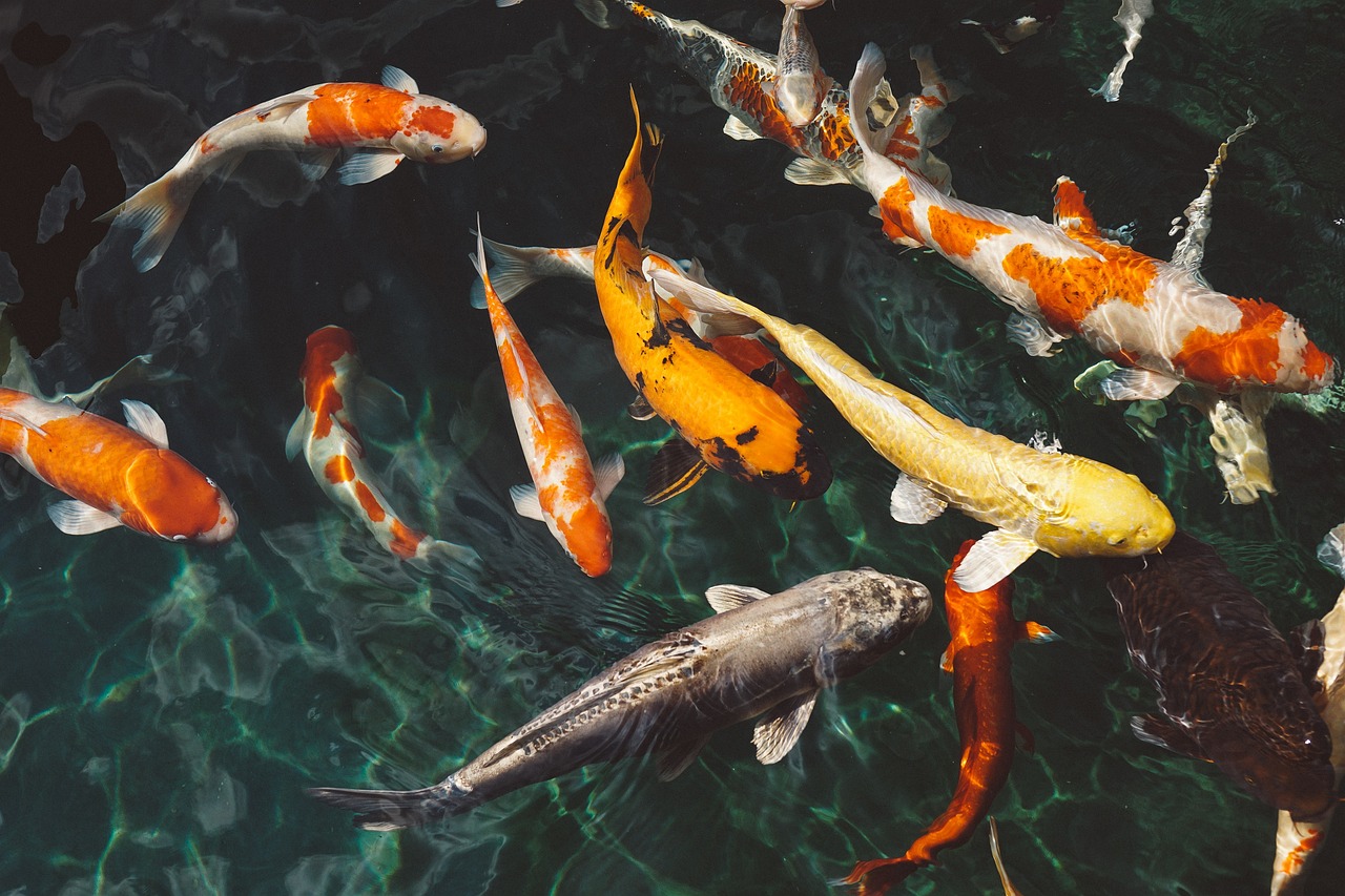 peces de costa rica