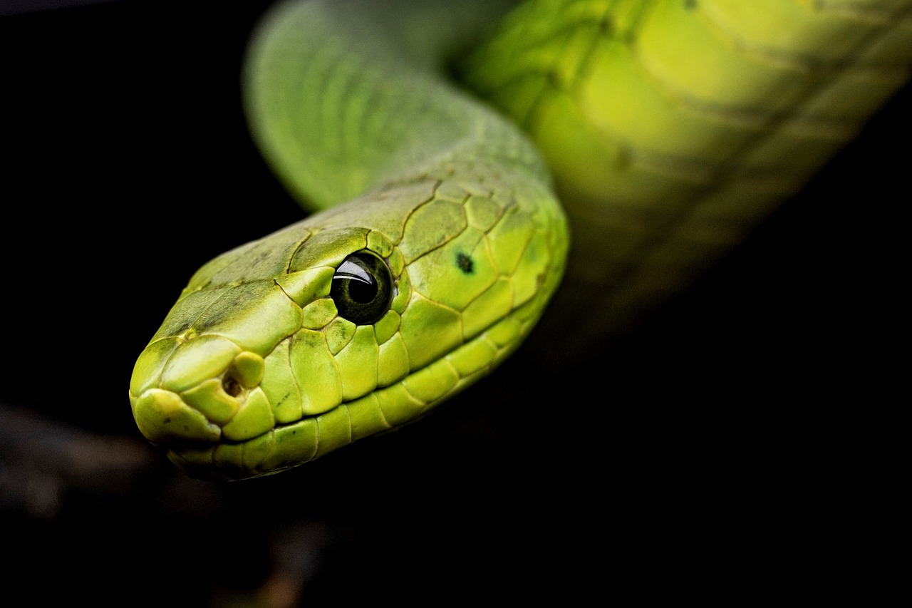 serpientes de costa rica