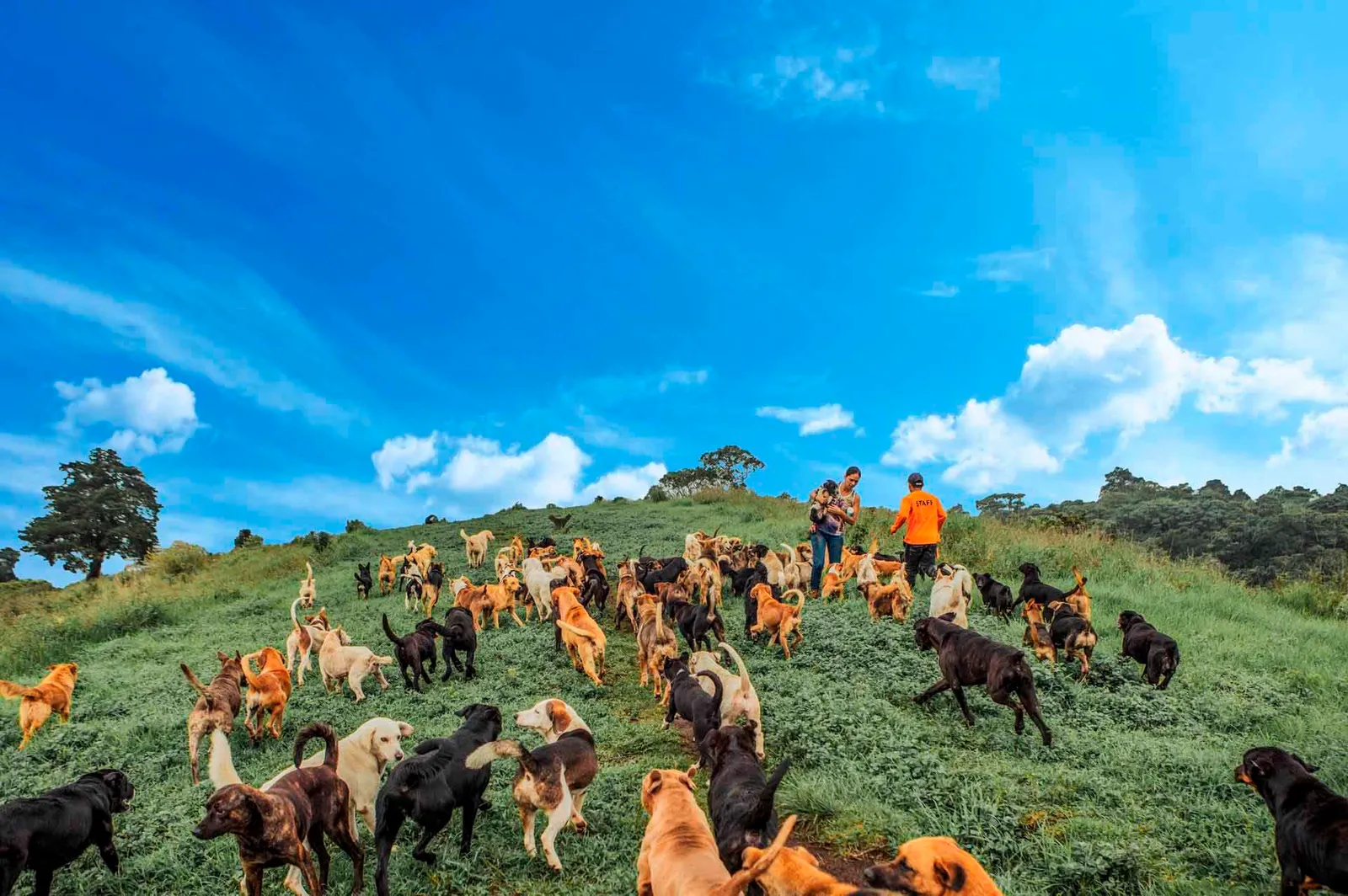 territorio de zaguates