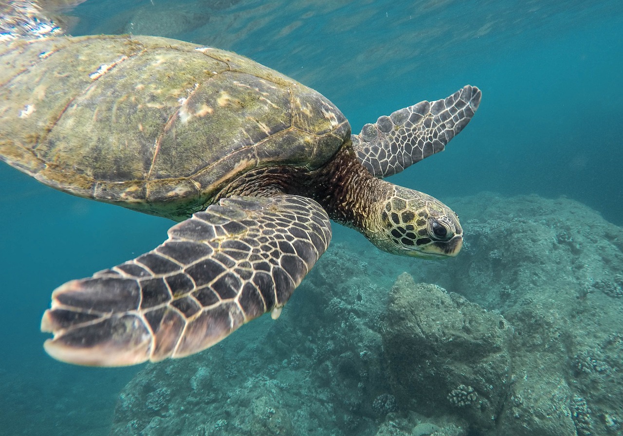 tortugas de costa rica