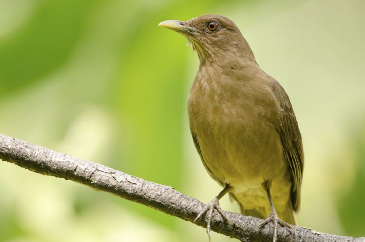 Yigüirro: El Ave Nacional de Costa Rica