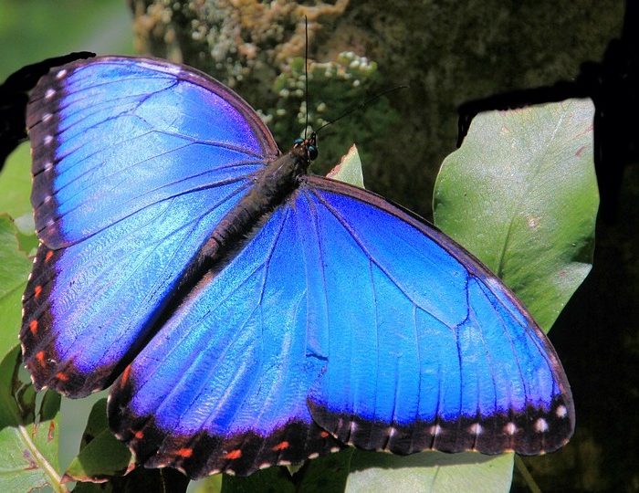 Mariposas de Costa Rica, Polillas, y la Morpho Menelaus