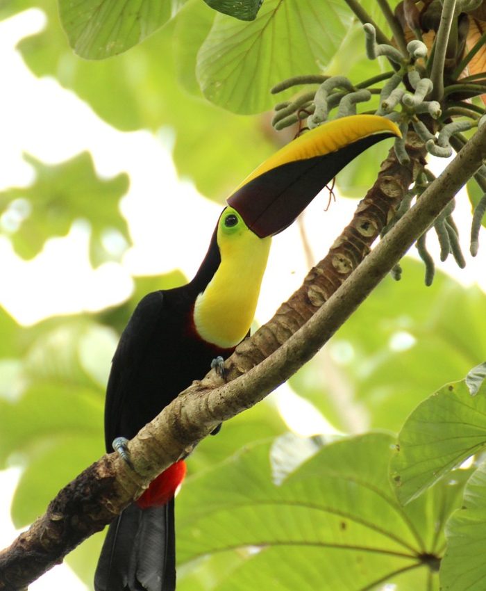 Aves de Costa Rica