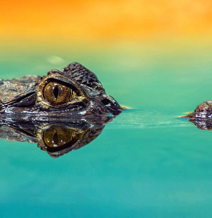 Cocodrilos y Caimanes de Costa Rica