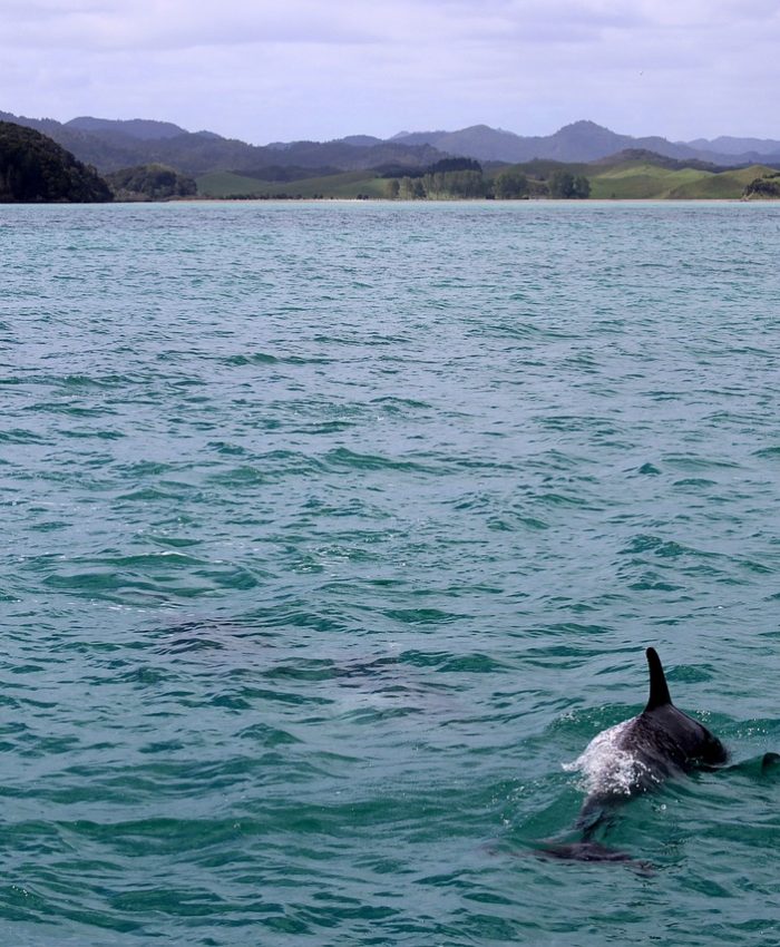 Delfínes y Ballenas de Costa Rica