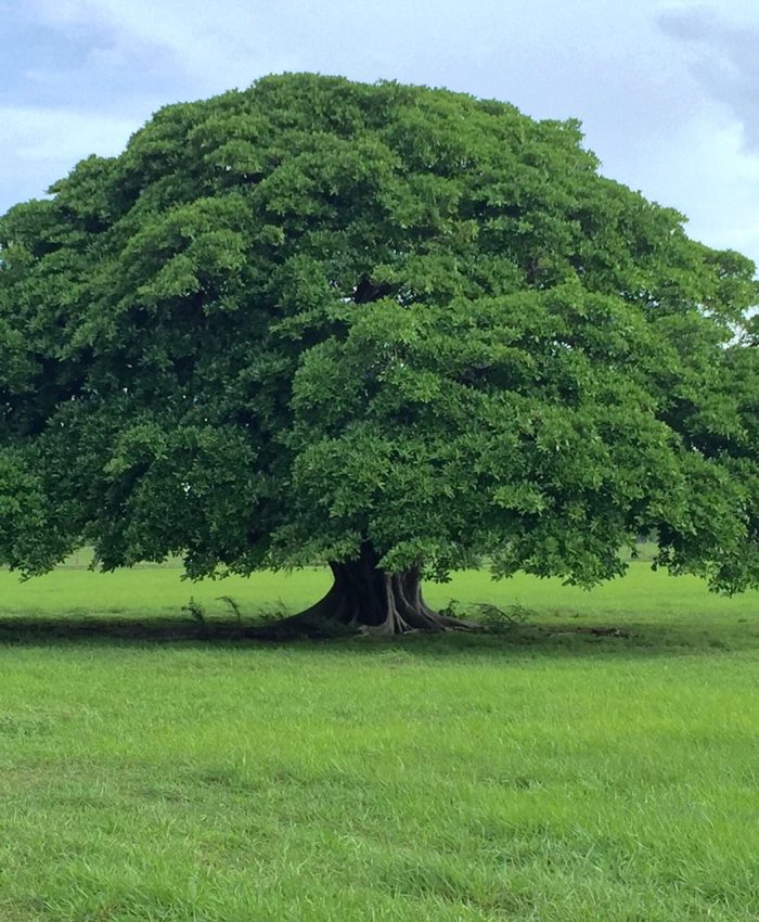 Guanacaste Arbol de Costa Rica