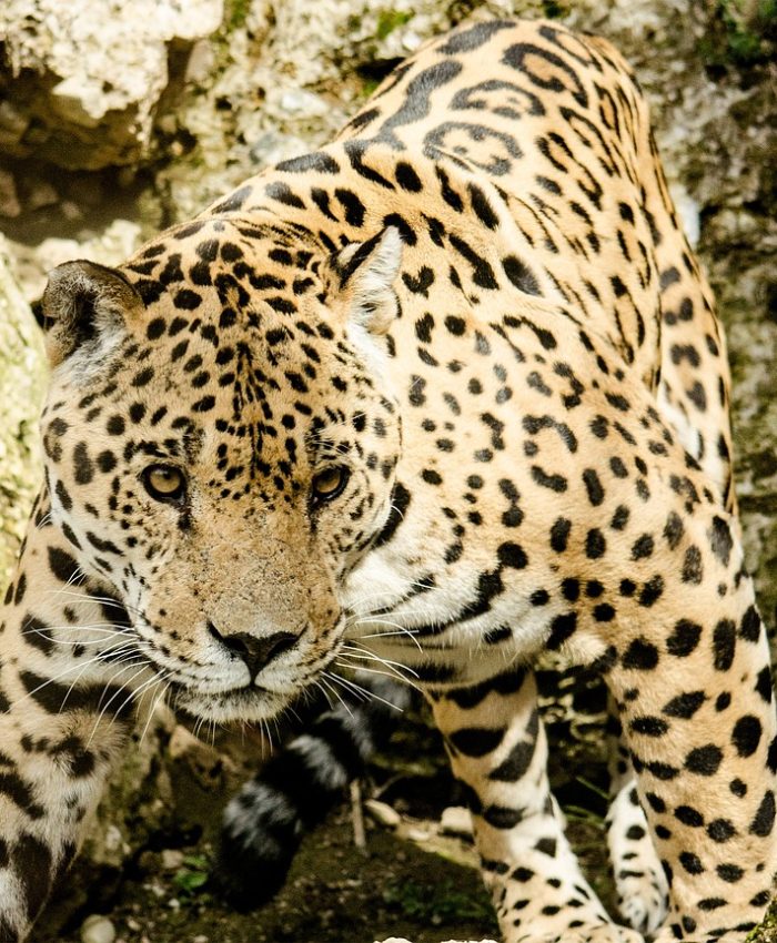 El Jaguar Y Los Grandes Felinos De Costa Rica