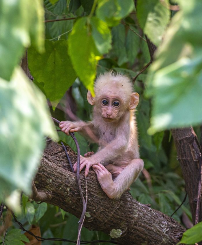 Monos de Costa Rica: Una Experiencia Memorable en la Selva Tropical