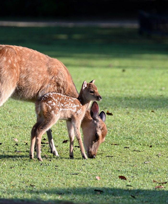 Venado Cola Blanca: Patrimonio de Costa Rica